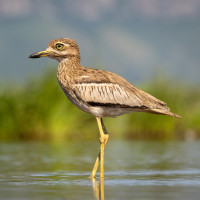 Water Thick-knee